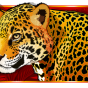Leopard bilde