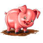 Pig bilde