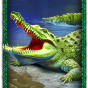Crocodile bilde