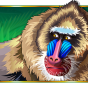 Baboons bilde