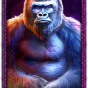 Gorilla bilde