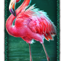 Flamingo bilde