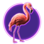 Flamingo bilde