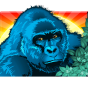 Gorilla bilde
