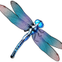 Dragonfly bilde